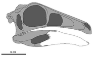 JudithDeinoSkullWiki.png