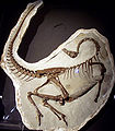 Ornithomimus edmontonicus RTM.jpg