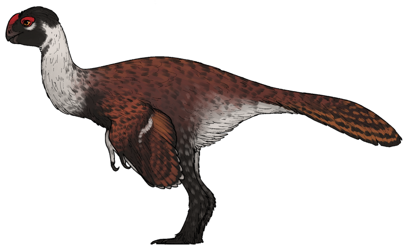 Plik:Infernogallus jamesi.png