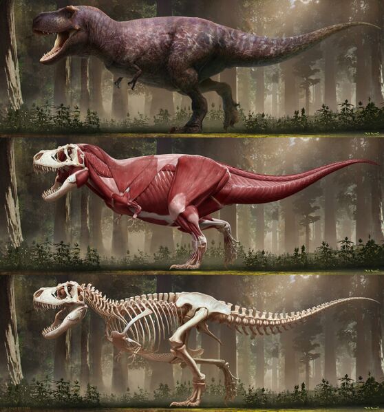 Plik:Tyrannosaurus rex 2018 by arvalis.jpg