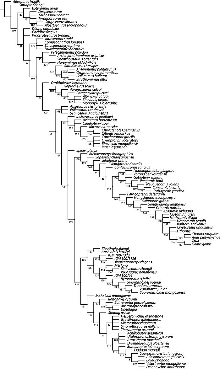 Turner i in. 2012 Dromaeosauridae.jpeg