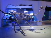 Esqueleto de Ornithomimus.jpg