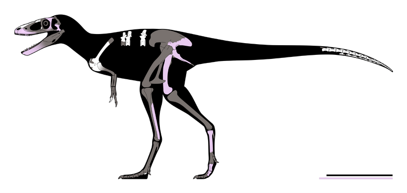 Plik:Khankhuuluu Skeletal.png