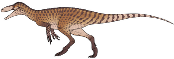 Invictibellatrix amberina.png