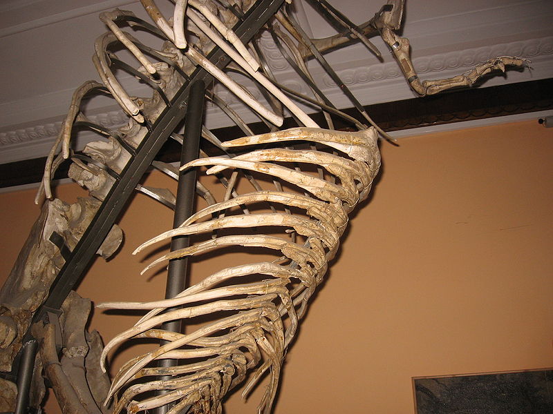 Plik:Gastralia Tarbosaurus.jpg
