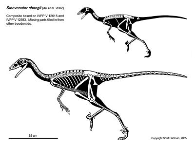 Sinovenator.jpg