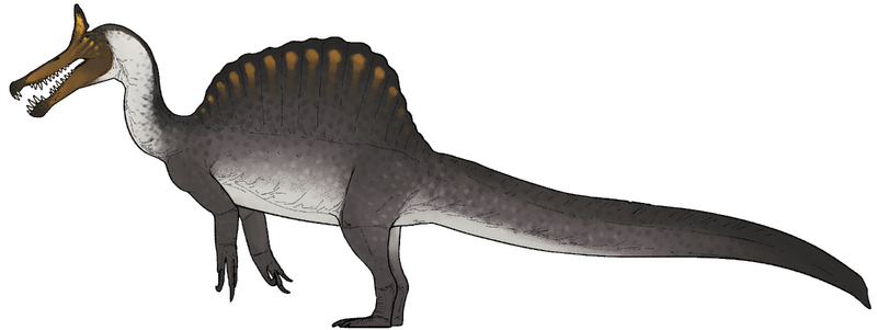 Plik:Spinosaurus mirabilis.png