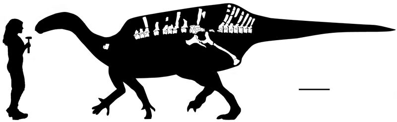 Plik:Istiorachis (reconstructed skeleton).jpg