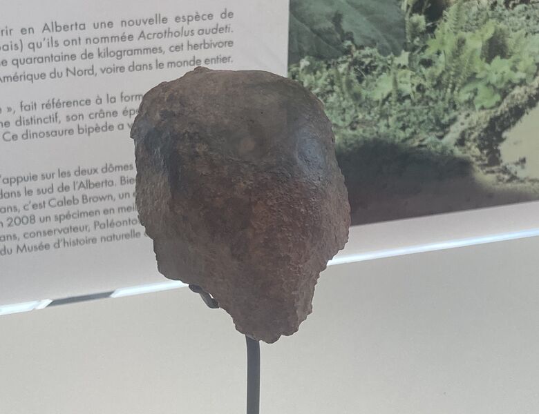 Plik:Acrotholus.jpg