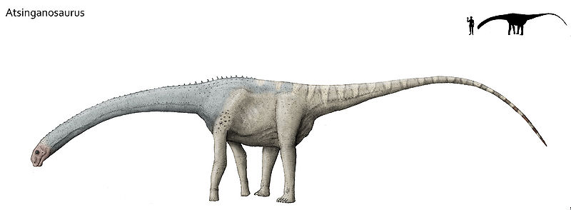 Plik:Atsinganosaurus.jpg