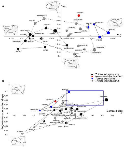 Plik:Maiorino i in. 2013 Torosaurus ryc. 4 zmodyfikowana.png