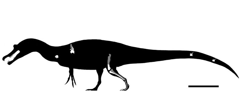 Plik:Spinosaurus B rboz 05.jpeg