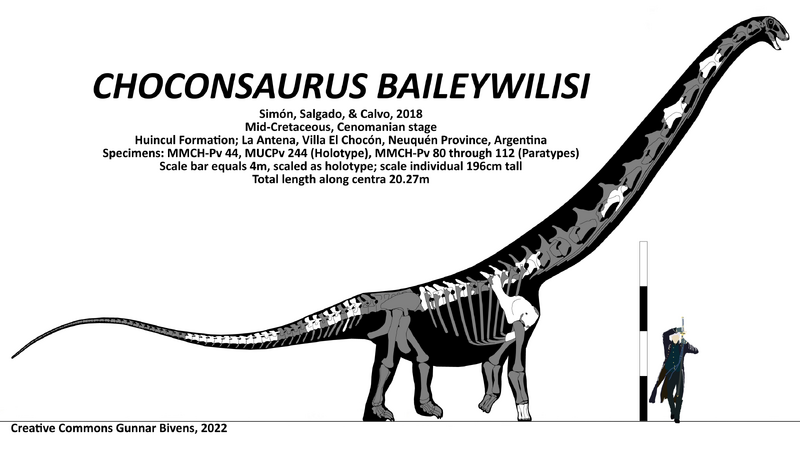 Plik:Choconsaurus bayleywilisi Skeletal.png