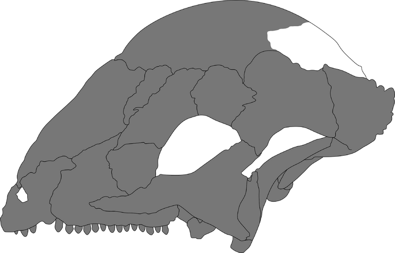 Plik:Sinocephale lateral.png