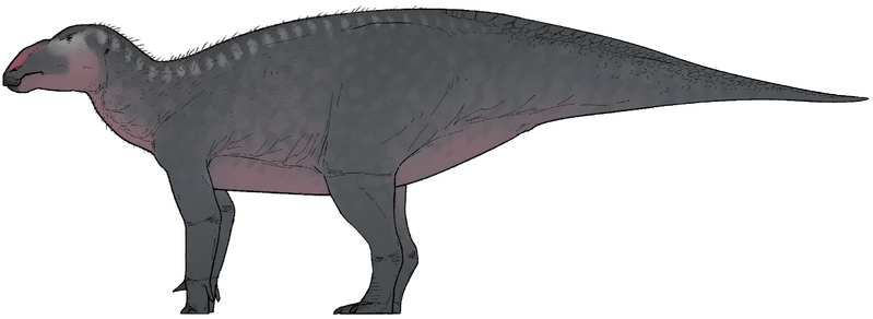 Plik:Haolong dongi.png