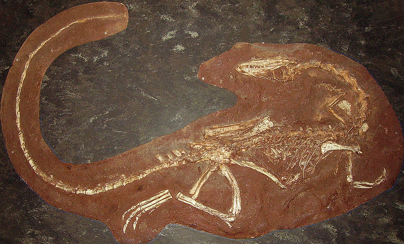 Plik:Coelophysis mount NHM2.jpg