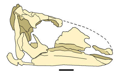 Plesiohadros skull.png