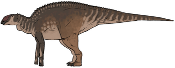 Probrachylophosaurus bergei.png