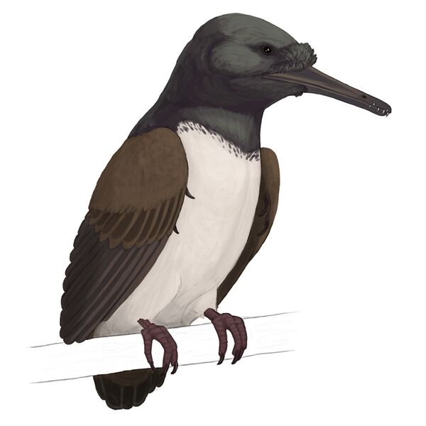 Plik:Longipteryx.jpg