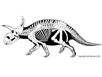 Albertaceratops by Scott Hartman.jpg