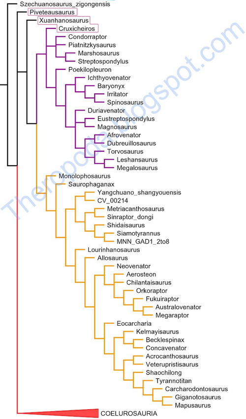 Cau, online 2012 Tetanurae 2.PNG