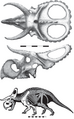 Nasutoceratops.png