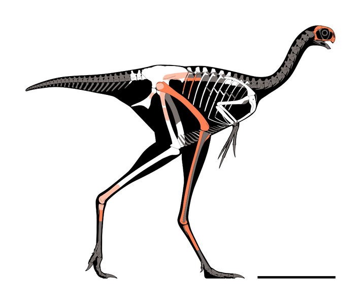 Plik:Yuanyanglong Skeletal.png