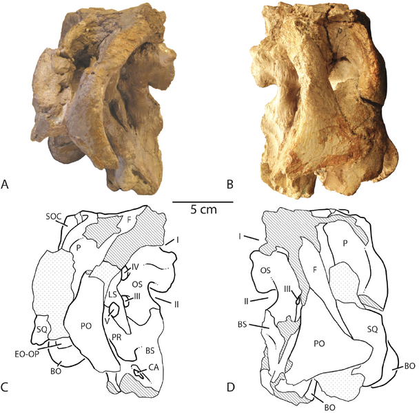 Plik:Athenar bermani (CM 26552, lateral).png