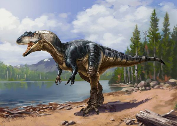 Allosaurus – Encyklopedia Dinozaury.com
