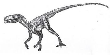 Pseudolagosuchus major..JPG