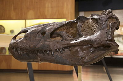 Nanotyrannus Skull.jpg