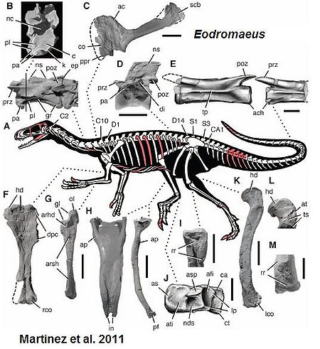 Źródło: Martinez i in., 2011