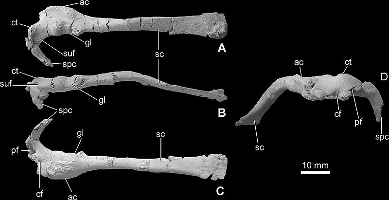 Plik:Pneumatoraptor holotyp.jpg