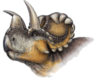 Wendiceratops restoration.PNG