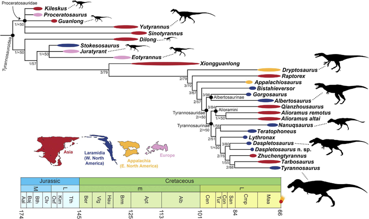 Phylogeny of Tyrannosauroidea parsymony.png