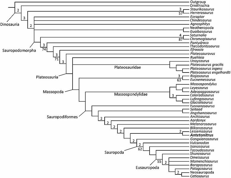 Plik:Sauropodiformes McPhee2014.JPG