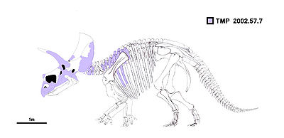 Eotriceratops Laelaps nipponensis.jpeg