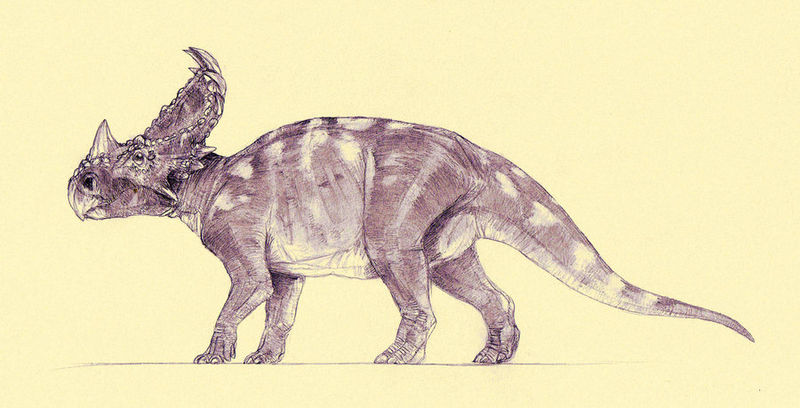Plik:Sinoceratops.jpg