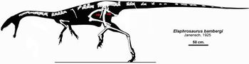 Elaphrosaurus.jpg