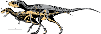 Lythronax i Teratophoneus Scott Hartman.png