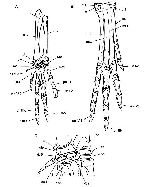 Plik:Heterodontosaurus tucki kończyny SAM-PK-K1332.jpg
