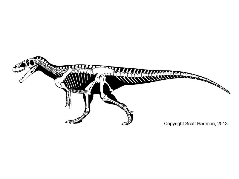 Plik:Megalosaurus Scott Hartman.jpg