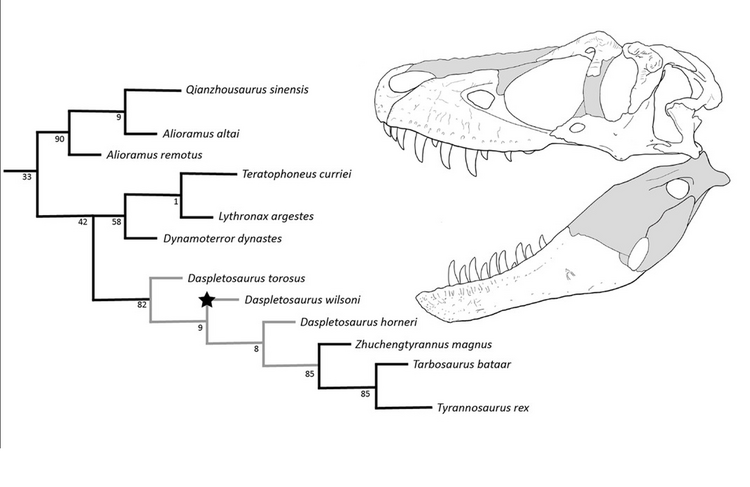 Tyrannosauridae Warshaw & Fowler.png