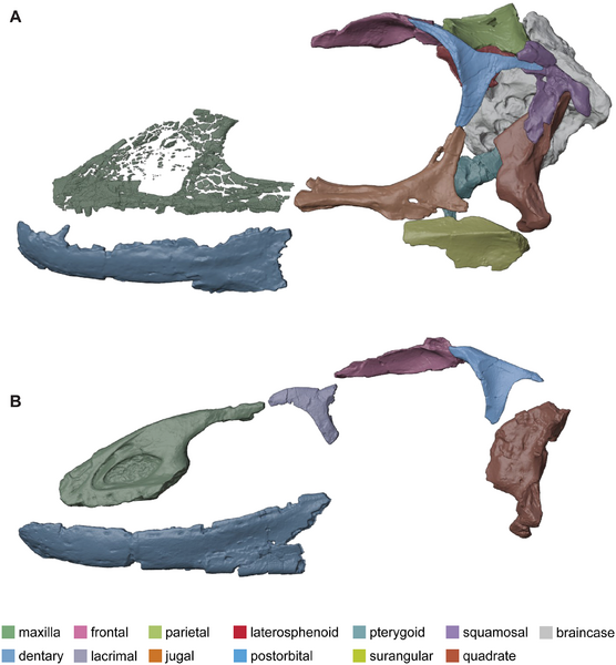 Plik:Falcarius spp. (skull overviews).png