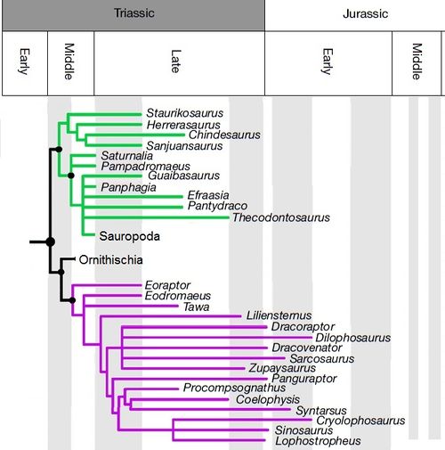 Baron et 2017 Dino phylo therop.jpg