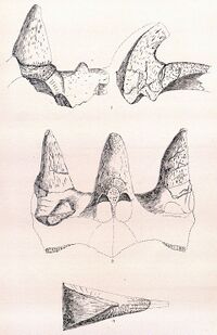 Monoclonius recurvicornis.jpg