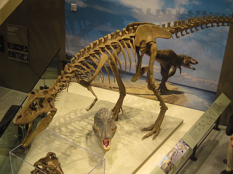 Plik:Lythronax Steve Corbato szkielt.jpg