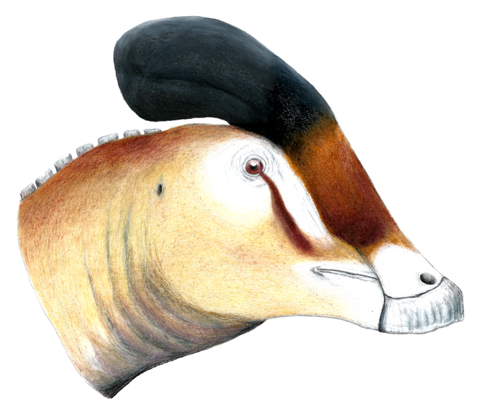 Plik:Adelolophus LM.png