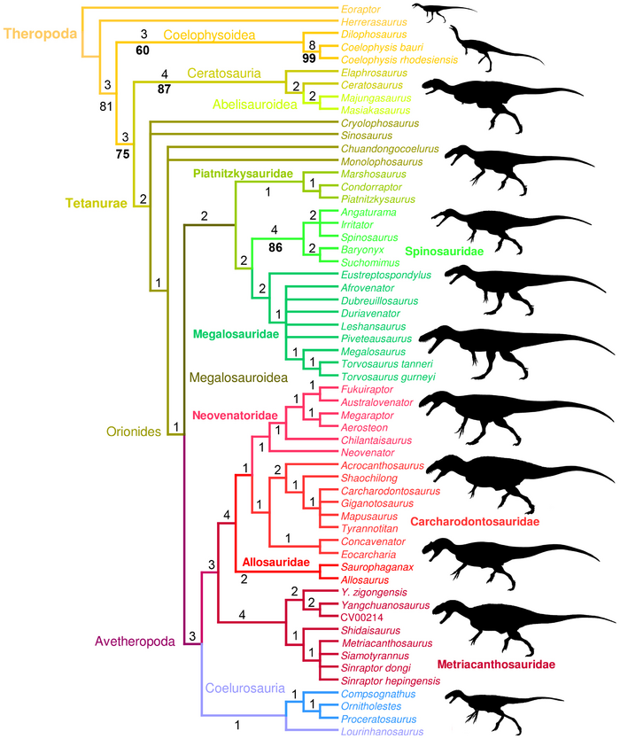 Hendrickx i Mateus, 2014 Torvosaurus gurneyi.png