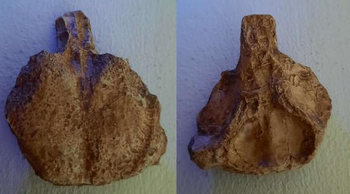 Yaverlandia skull replica.png